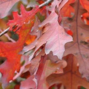 Pin Oak | Quercus palustris