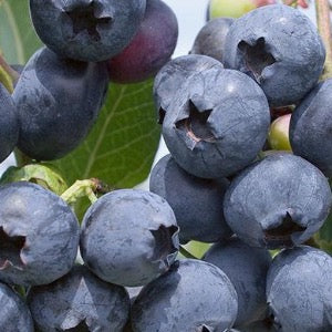 Polaris Blueberry | Vaccinium Corymbosum