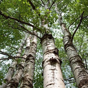 Quaking Aspen | Populus tremuloides