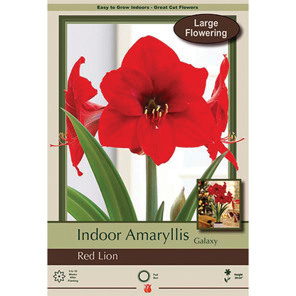 'Red Lion' Amaryllis Bulbs / Hippeastrum