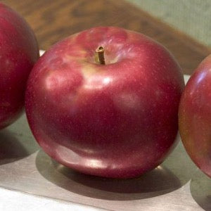 Red Prairie Spy Apple | Malus 'Red Prairie Spy'