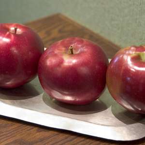 Bare Root - Red Prairie Spy Apple | Malus sp. 'Red Prairie Spy'