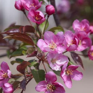 Red Splendor Crabapple | Malus 'Red Splendor' – Mandy Spring Farm ...