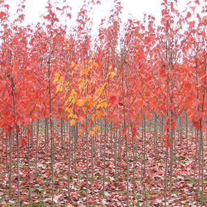 Bare Root - Red Sunset® Maple | Acer rubrum 'Franksred'