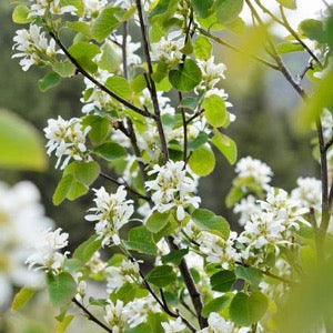 Regent Saskatoon Serviceberry | Amelanchier alnifolia 'Regent'