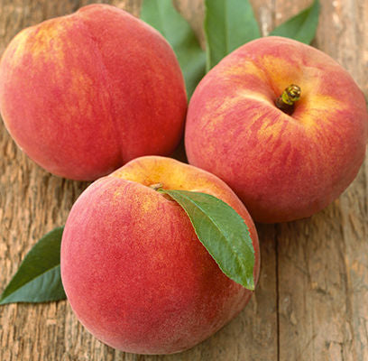 Reliance Peach | Prunus