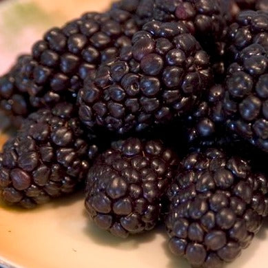 Bare Root - Bristol Black Raspberry | Rubus