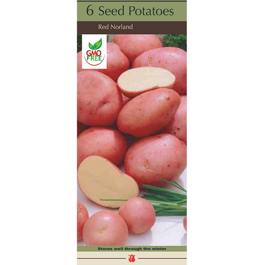 Seed Potato - Dark Red Norland - 6 bulbs