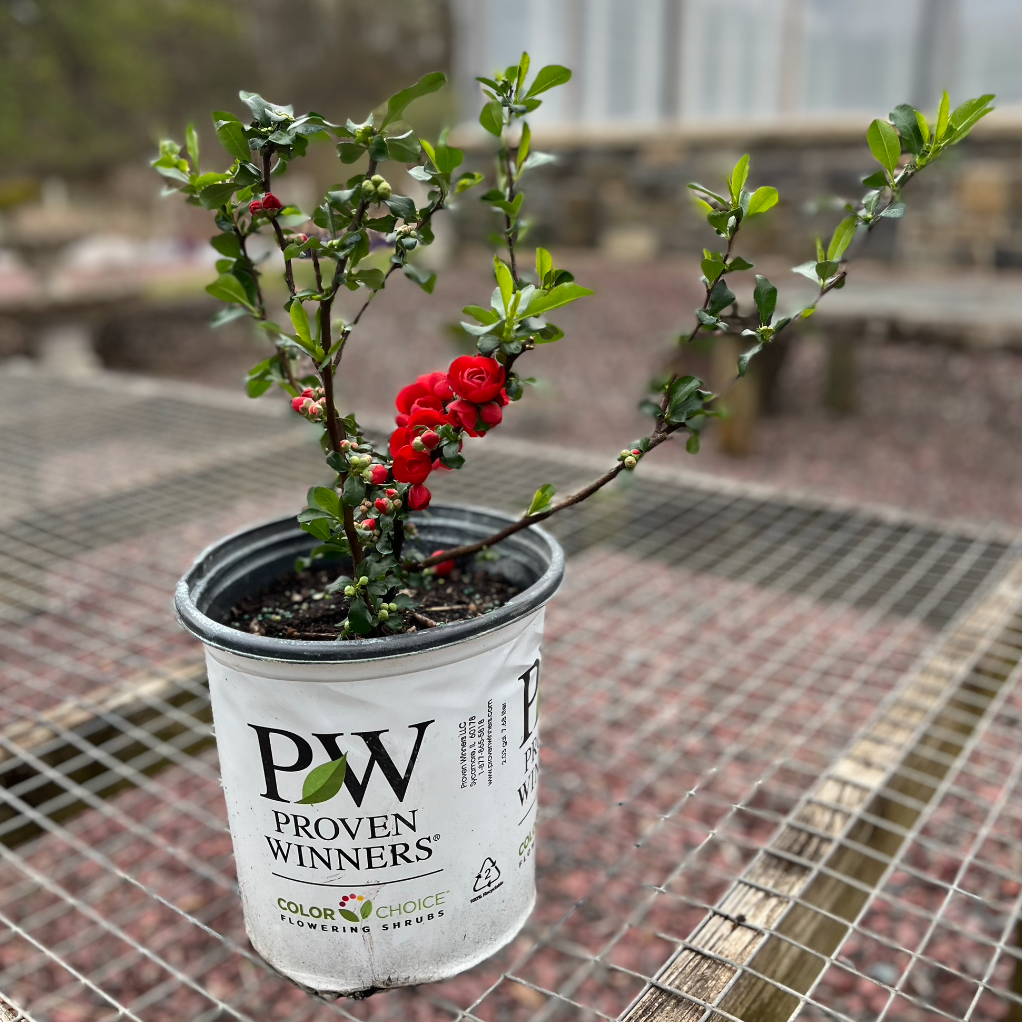 'Double Take Scarlet' Flowering Quince | Chaenomeles speciosa