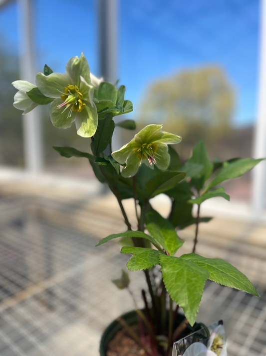 Ice N' Roses® Bianco Hellebore / Lenten Rose