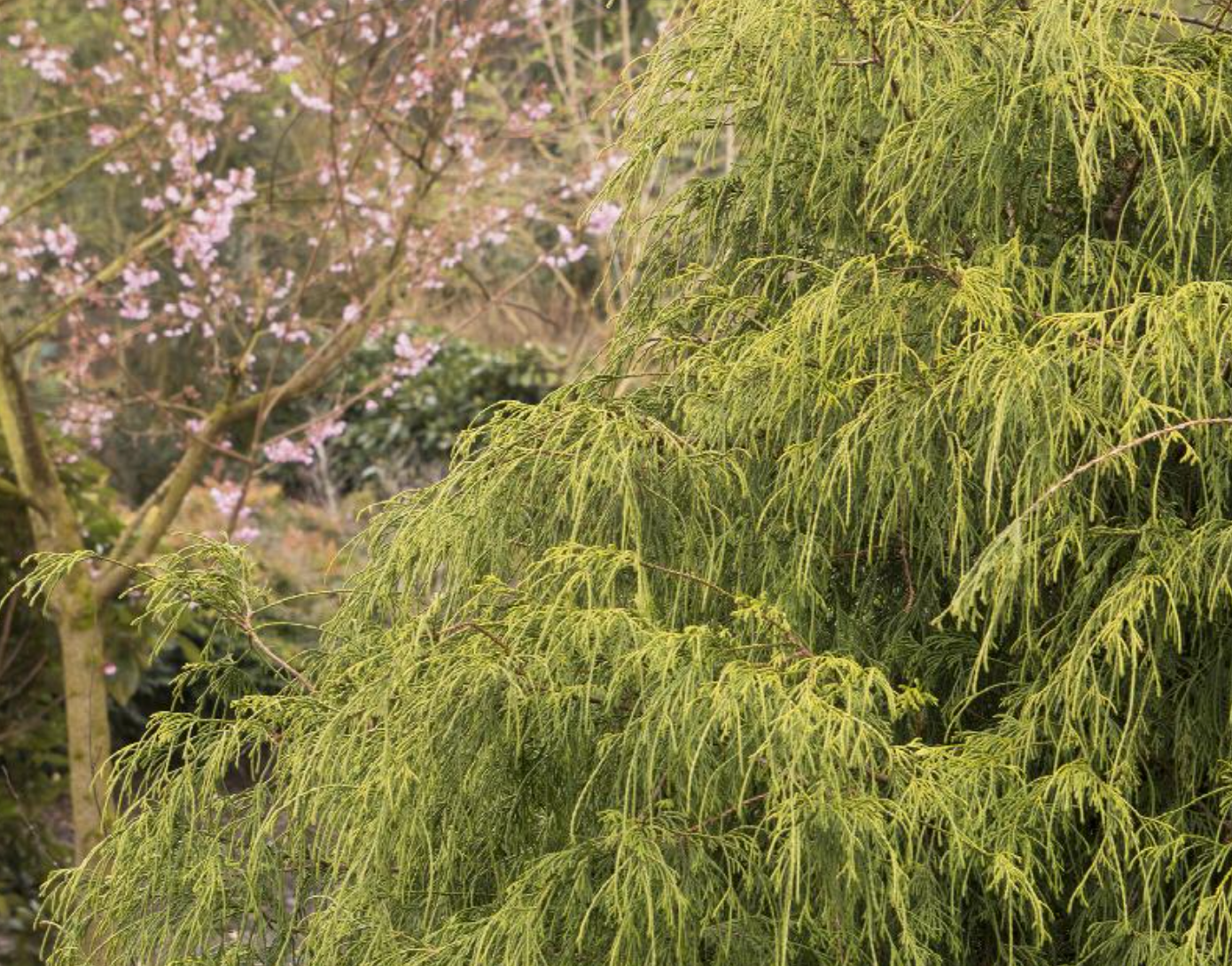 Golden Charm Thread-Branch Cypress
