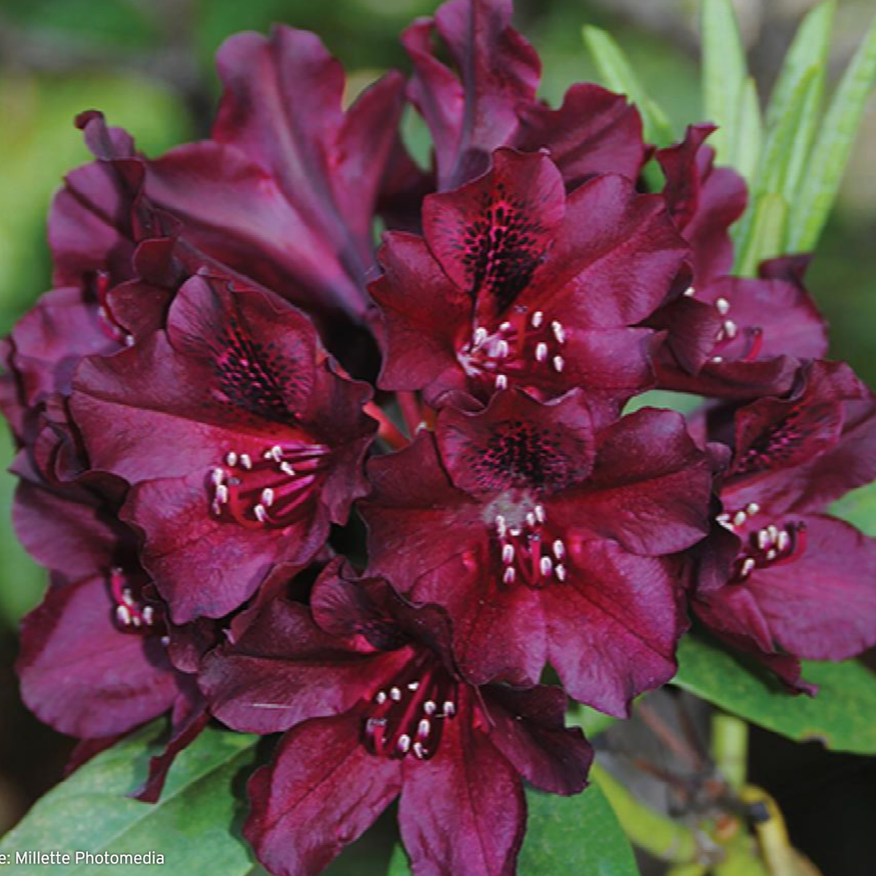 'Dark Lord' Rhododendron