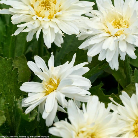 Mt. Hood Shasta Daisy | Leucanthemum x superbum 'Mt. Hood'