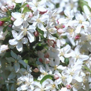 Sugar Tyme Crabapple | Malus 'Sutyzam'