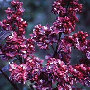 Adelaide Dunbar Lilac | Syringa vulgaris