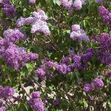 Albert F. Holden Lilac | Syringa vulgaris