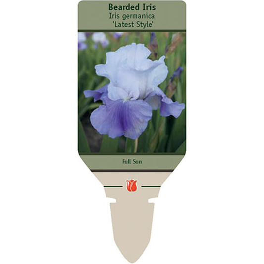 Latest Style Bearded Iris | Iris germanica