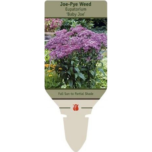 'Baby Joe' Pye Weed | Eupatorium dubium