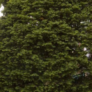 Upright Yew | Taxus cuspidata 'Capitata'