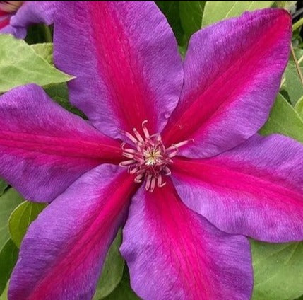 MRS N Thompson | Clematis
