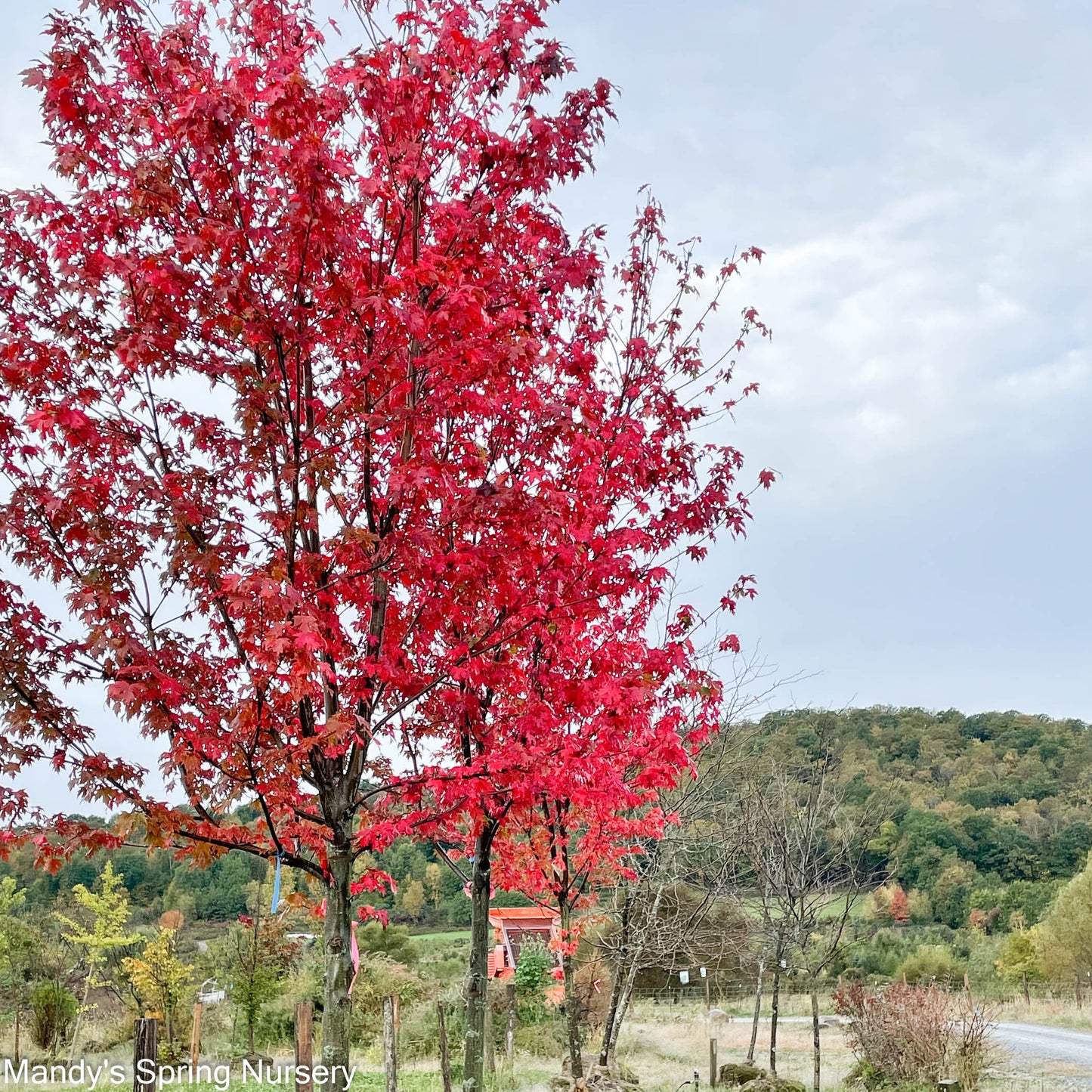 Bare Root - Autumn Blaze® Maple | Acer freemanii 'Jeffsred'