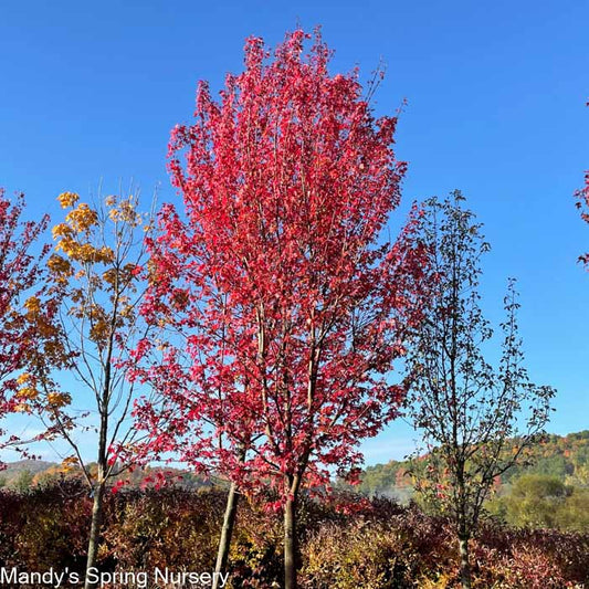 Bare Root - Autumn Blaze Maple | Acer freemanii 'Jeffsred'