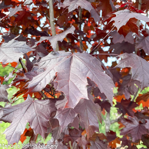 Royal Red Maple | Acer platanoides 'Royal Red'