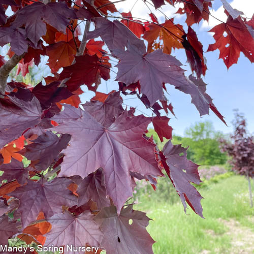 Royal Red Maple | Acer platanoides 'Royal Red'