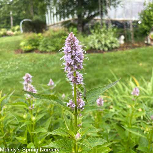 Blue Fortune Anise Hyssop | Agastache