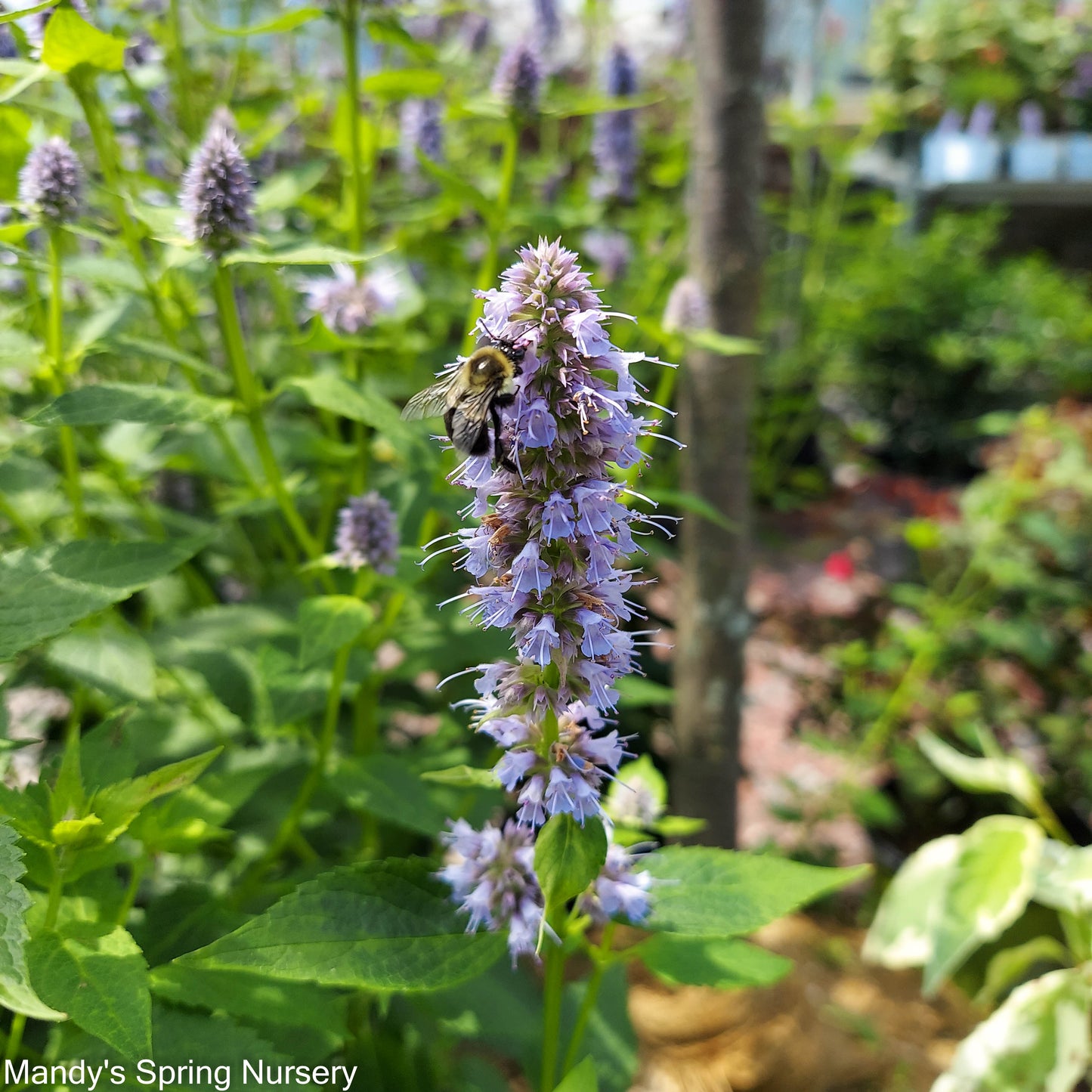 Blue Fortune Anise Hyssop | Agastache