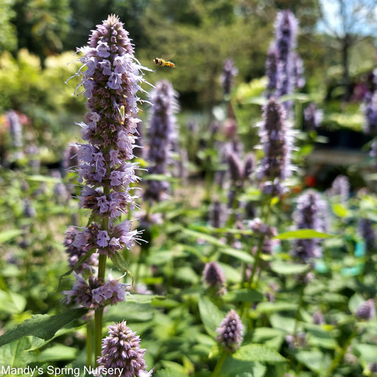 Blue Fortune Anise Hyssop | Agastache