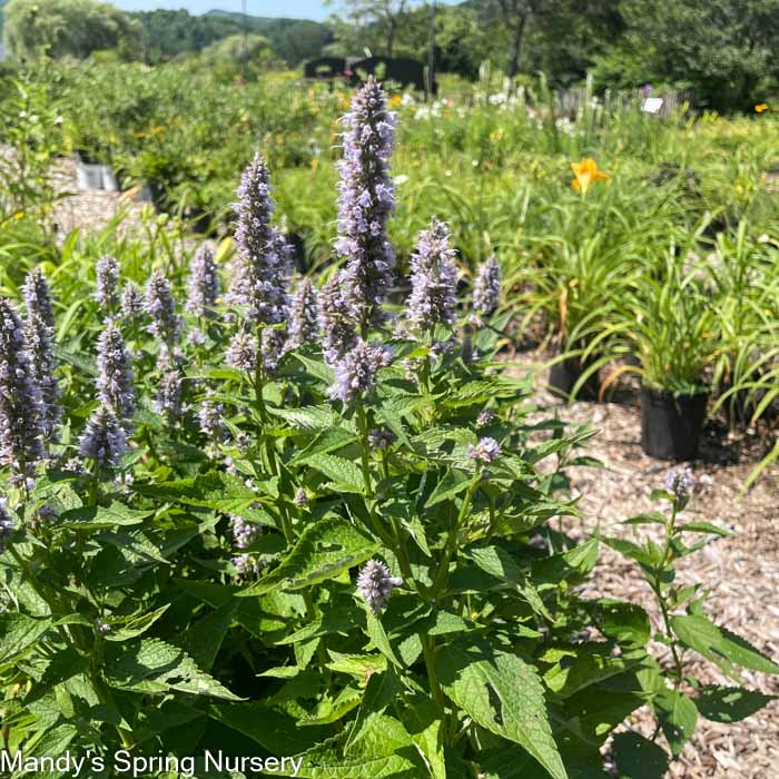 Blue Fortune Anise Hyssop | Agastache