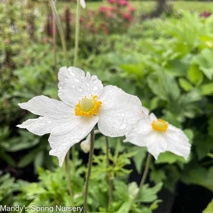 Honorine Jobert Japanese Anemone | Anemone