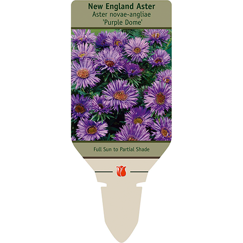 Purple Tall New England Aster