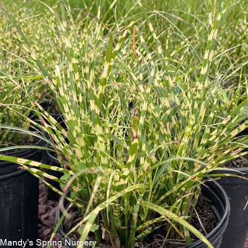 Bandwidth Japanese Stargrass | Miscanthus sinensis