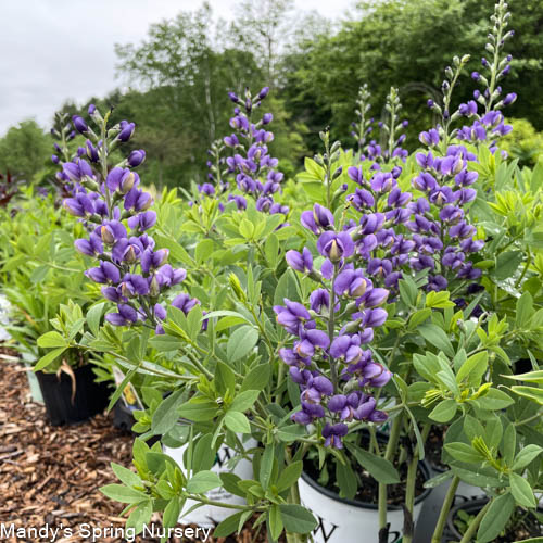 Blueberry Sundae False Indigo | Baptisia 'Blueberry Sundae'