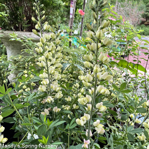 Pink Lemonade False Indigo | Baptisia