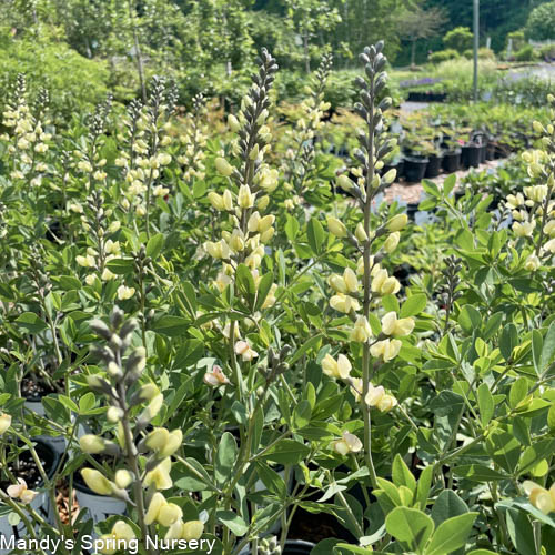 Pink Lemonade False Indigo | Baptisia