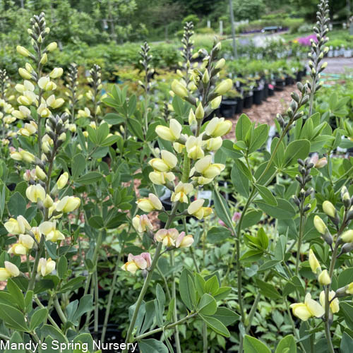 Pink Lemonade False Indigo | Baptisia