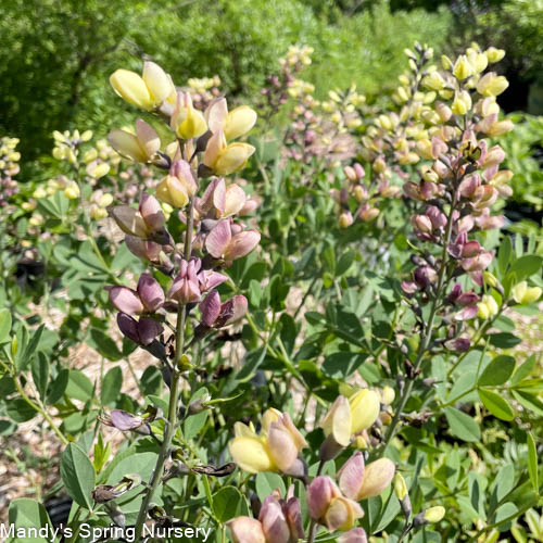 Pink Lemonade False Indigo | Baptisia