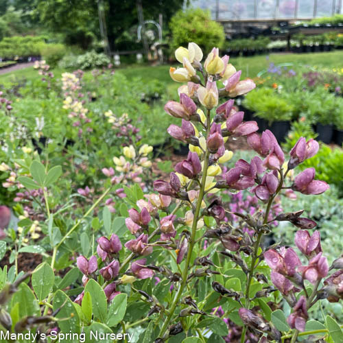 Pink Lemonade False Indigo | Baptisia