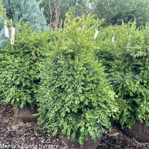 Mount Boxwoods Green Mountain Boxwood | Buxus – Mandy Spring Farm Nursery, Inc.