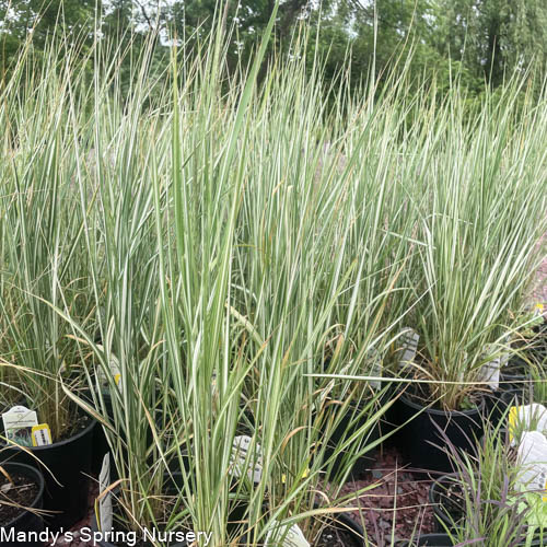 Lightning Strike™ Feather Reed Grass | Calamagrostis x acutiflora