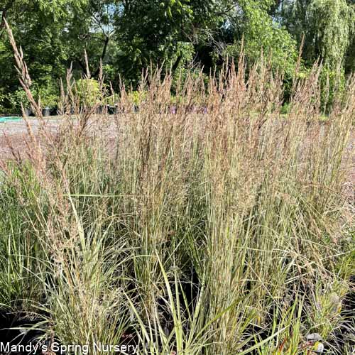 Lightning Strike™ Feather Reed Grass | Calamagrostis x acutiflora