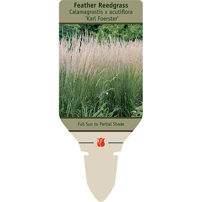 Karl Foerster Grass | Calamagrostis