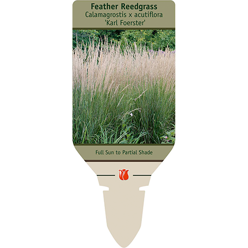 Karl Foerster Grass | Calamagrostis