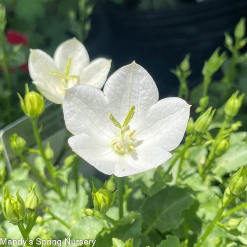 Plug - Rapido White Bellflower | Campanula carpatica 'Rapido White'