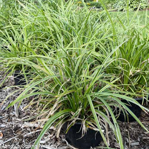 Ice Dance Sedge | Carex
