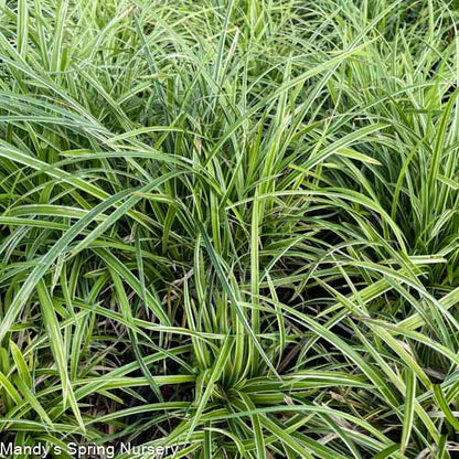 Ice Dance Sedge | Carex