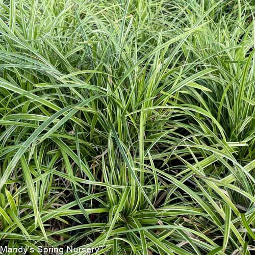 Ice Dance Sedge | Carex